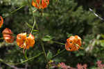 Turk's cap lily